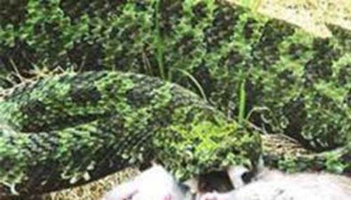 解放军炸死千年蛇王,头部就已经超过了一米长316 / 作者:爱英语的人 / 帖子ID:48379