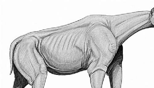 巨犀vs猛犸象谁厉害,不可想象的力量691 / 作者:明明是我 / 帖子ID:48671