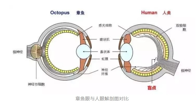 人类有没有可能是被设计出来的？1 / 作者:darny / 帖子ID:48581