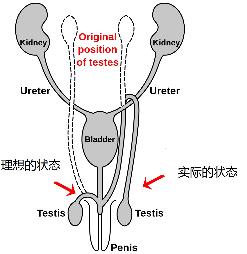 人类有没有可能是被设计出来的？748 / 作者:darny / 帖子ID:48581