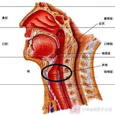 人类有没有可能是被设计出来的？768 / 作者:`ivY) / 帖子ID:48581