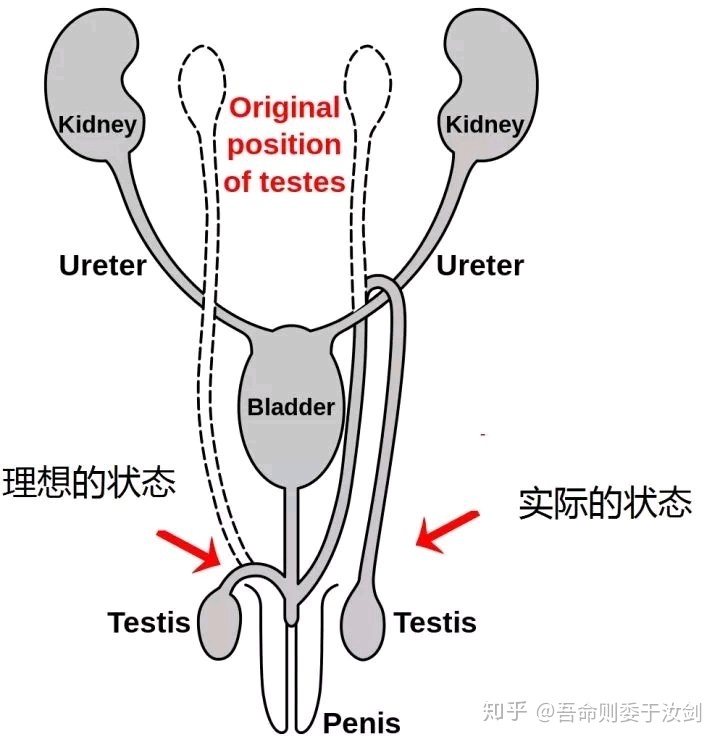 人类有没有可能是被设计出来的？737 / 作者:`ivY) / 帖子ID:48581