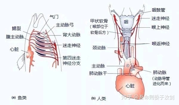 人类有没有可能是被设计出来的？158 / 作者:`ivY) / 帖子ID:48581