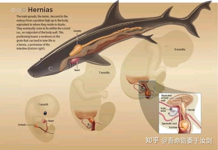 人类有没有可能是被设计出来的？955 / 作者:`ivY) / 帖子ID:48581