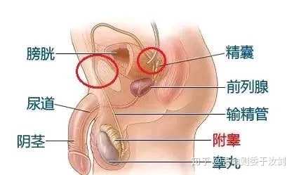 人类有没有可能是被设计出来的？527 / 作者:`ivY) / 帖子ID:48581