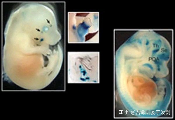 人类有没有可能是被设计出来的？720 / 作者:`ivY) / 帖子ID:48581