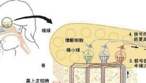 人体丹香之谜,元代气功大师遗体异香终口不散471 / 作者:网上的人生 / 帖子ID:48827