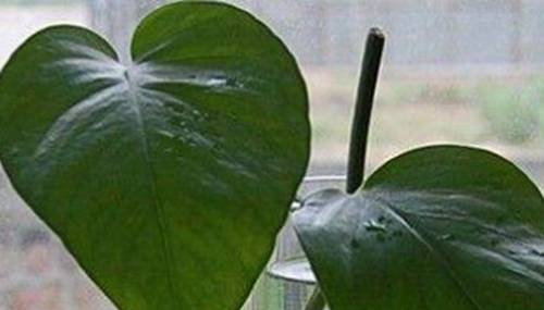 心形叶子的植物有哪些,你能认出几种?404 / 作者:小深 / 帖子ID:49016