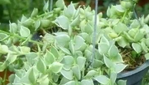 心形叶子的植物有哪些,你能认出几种?760 / 作者:小深 / 帖子ID:49016