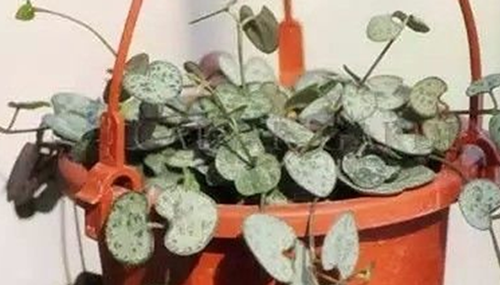 心形叶子的植物有哪些,你能认出几种?677 / 作者:小深 / 帖子ID:49016