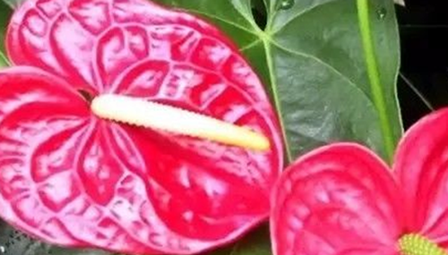 心形叶子的植物有哪些,你能认出几种?112 / 作者:小深 / 帖子ID:49016