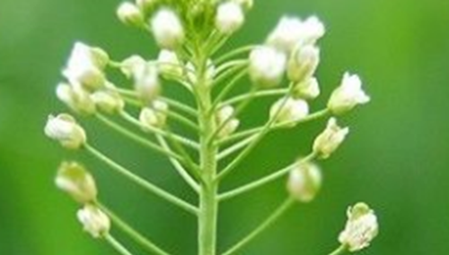 心形叶子的植物有哪些,你能认出几种?915 / 作者:小深 / 帖子ID:49016