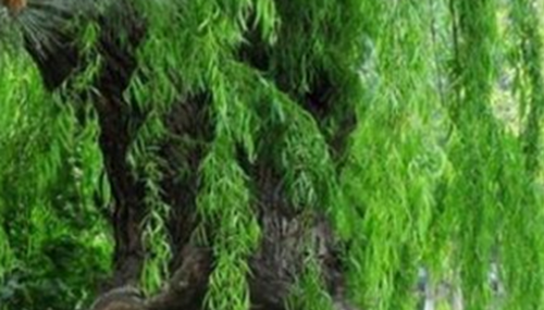 食人柳真吃人?还有4000多年的食人柳671 / 作者:小深 / 帖子ID:49041