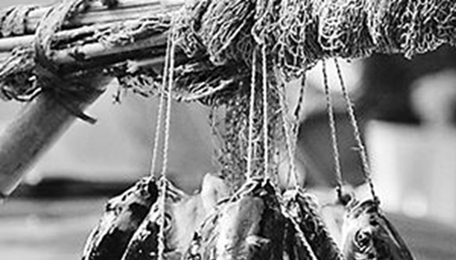 福建弓鱼不死之谜，活鱼离水还能保鲜存活163 / 作者:网上的人生 / 帖子ID:48739