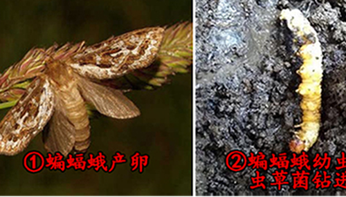揭开冬虫夏草之谜,真的是神药?500 / 作者:小深 / 帖子ID:49076
