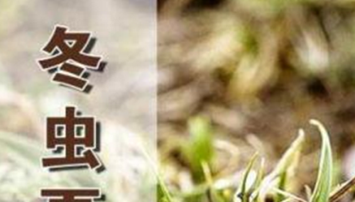 揭开冬虫夏草之谜,真的是神药?442 / 作者:小深 / 帖子ID:49076