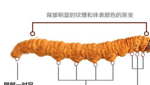 揭开冬虫夏草之谜,真的是神药?676 / 作者:小深 / 帖子ID:49076