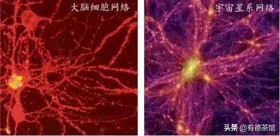 你有没有想过，整个宇宙或许只是某个生物体身上的一个细胞？546 / 作者:wyo315 / 帖子ID:48946