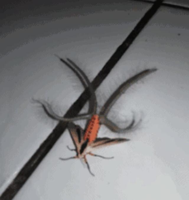 地球又发现神秘生物，形状怪异，两个翅膀，四个触手，地外生命？719 / 作者:ananokok / 帖子ID:48976
