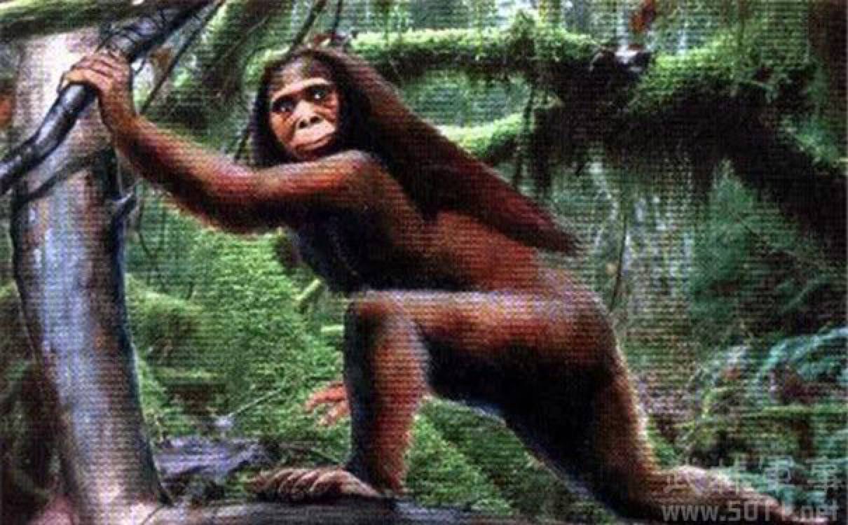 地球十大不明生物：神农架野人上榜,澳洲本耶普专吃小孩！709 / 作者:网上的人生 / 帖子ID:49263