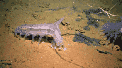 海猪是什么？海猪能吃吗？535 / 作者:网上的人生 / 帖子ID:49121