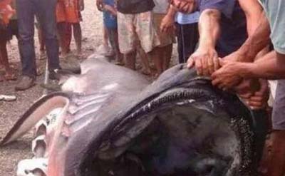 【有口福了】福建惊现深海大嘴怪鱼216 / 作者:ufo是假象 / 帖子ID:49444