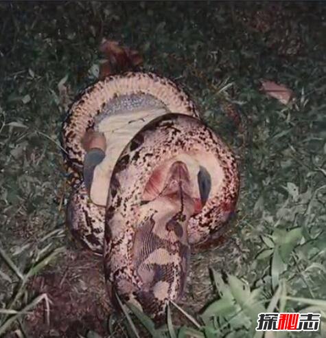 马来西亚蟒蛇吞人事件，缠死后人头被吞进蛇腹589 / 作者:网上的人生 / 帖子ID:49519