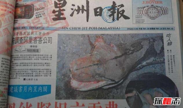 马来西亚蟒蛇吞人事件，缠死后人头被吞进蛇腹114 / 作者:网上的人生 / 帖子ID:49519