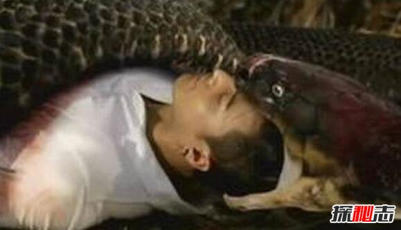 马来西亚蟒蛇吞人事件，缠死后人头被吞进蛇腹197 / 作者:网上的人生 / 帖子ID:49519