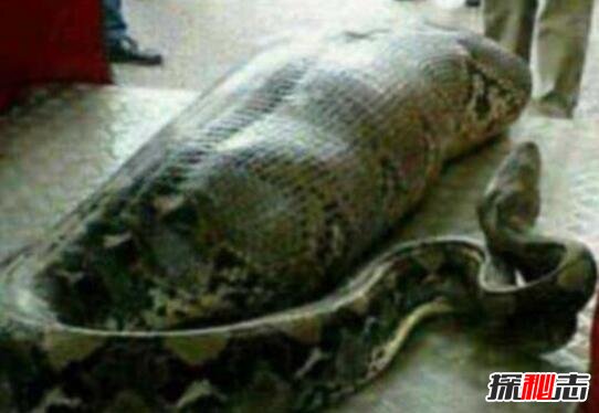 马来西亚蟒蛇吞人事件，缠死后人头被吞进蛇腹559 / 作者:网上的人生 / 帖子ID:49519