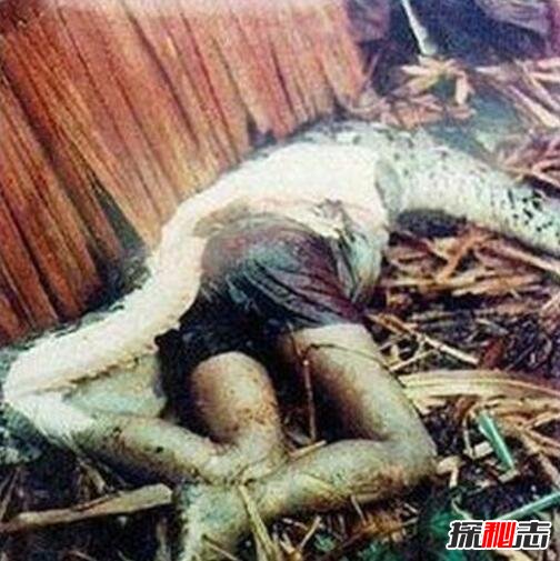 骇人听闻的大蛇吞人事件，巨蟒肚内惊见好友996 / 作者:志向探秘 / 帖子ID:49708