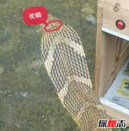 舟山眼镜蛇既中华眼镜蛇，体长2米能喷毒586 / 作者:网上的人生 / 帖子ID:49508