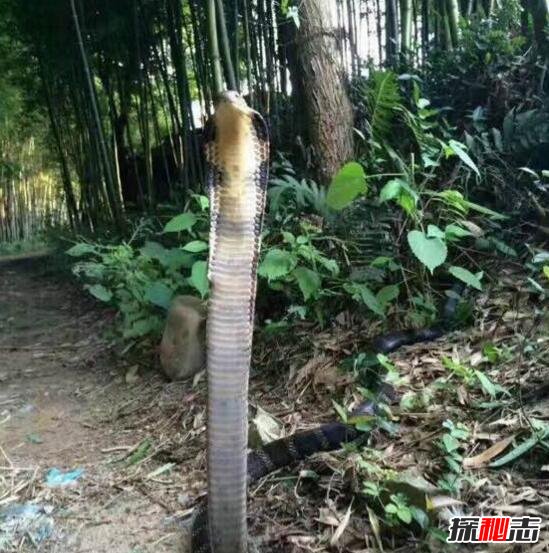 舟山眼镜蛇既中华眼镜蛇，体长2米能喷毒714 / 作者:网上的人生 / 帖子ID:49508