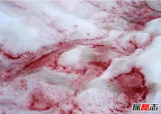 西瓜雪是怎么回事？西瓜雪可以吃吗319 / 作者:网上的人生 / 帖子ID:49513
