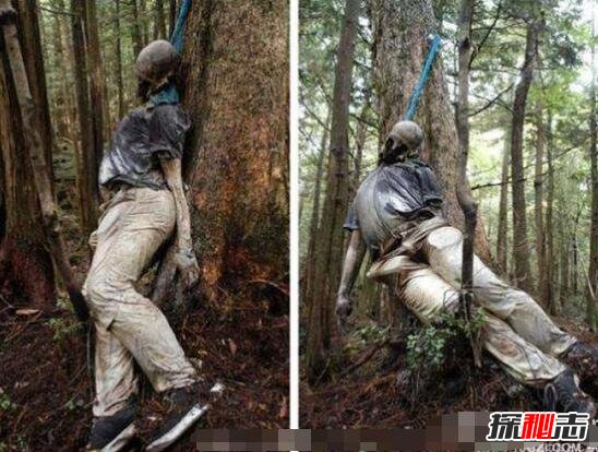 乌克兰发光森林之谜，大片森林发出耀眼强光606 / 作者:网上的人生 / 帖子ID:49486
