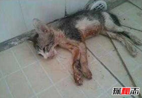 微波炉虐猫事件视频，嫌吵将猫放进微波炉15分钟活活烧死712 / 作者:网上的人生 / 帖子ID:49610