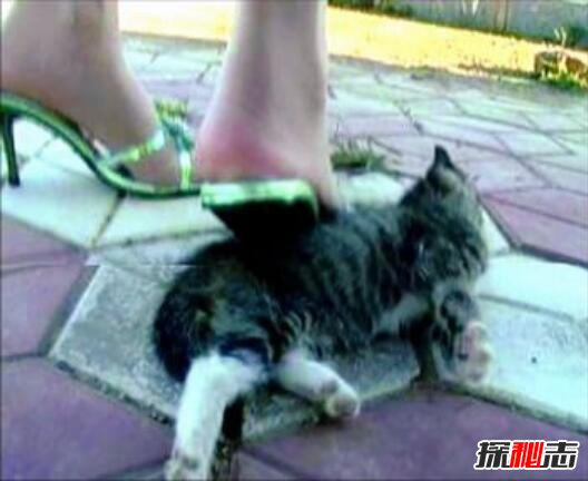 微波炉虐猫事件视频，嫌吵将猫放进微波炉15分钟活活烧死620 / 作者:网上的人生 / 帖子ID:49610