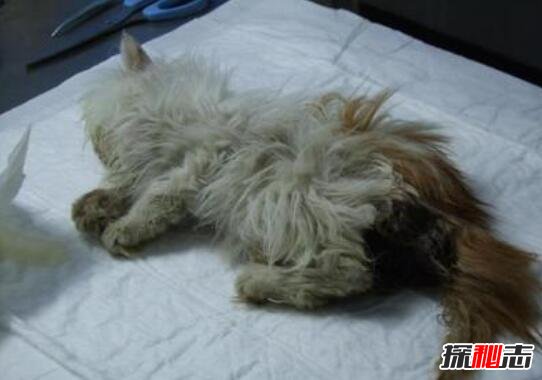 微波炉虐猫事件视频，嫌吵将猫放进微波炉15分钟活活烧死122 / 作者:网上的人生 / 帖子ID:49610