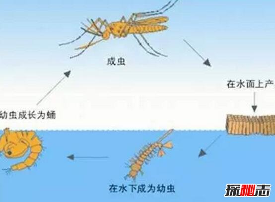 蚊子的寿命有多长，最多能活多久292 / 作者:志向探秘 / 帖子ID:49657