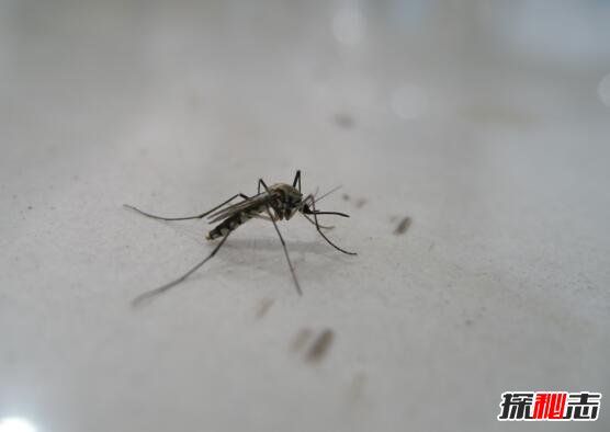 蚊子的寿命有多长，最多能活多久651 / 作者:志向探秘 / 帖子ID:49657