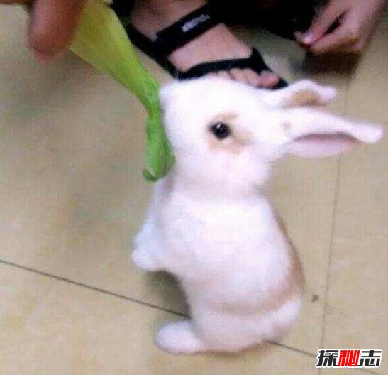 公主兔为什么说重感情?因为养久之后对主人有依赖之情489 / 作者:志向探秘 / 帖子ID:49709