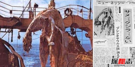 日本1977年海怪尸体事件，海怪真实图片曝光434 / 作者:志向探秘 / 帖子ID:49676