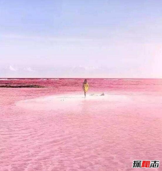 希勒湖为什么是粉色的715 / 作者:志向探秘 / 帖子ID:49654