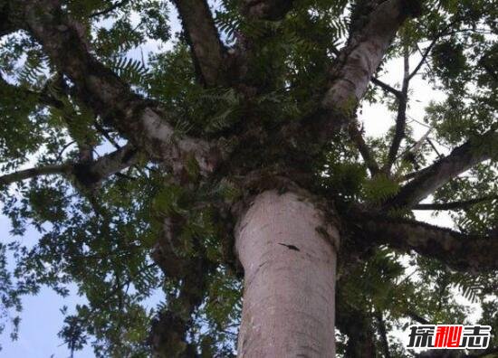 世界十大危险植物361 / 作者:志向探秘 / 帖子ID:49663