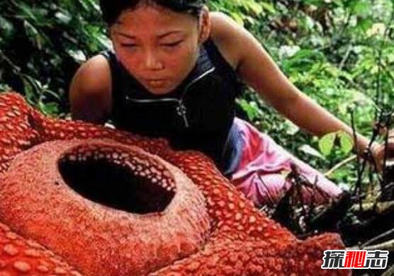 世界十大危险植物498 / 作者:志向探秘 / 帖子ID:49663