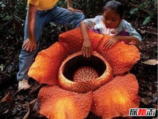世界十大危险植物48 / 作者:志向探秘 / 帖子ID:49663