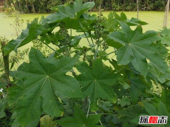 世界十大危险植物945 / 作者:志向探秘 / 帖子ID:49663