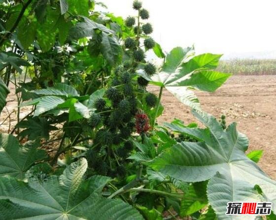 世界十大危险植物685 / 作者:志向探秘 / 帖子ID:49663