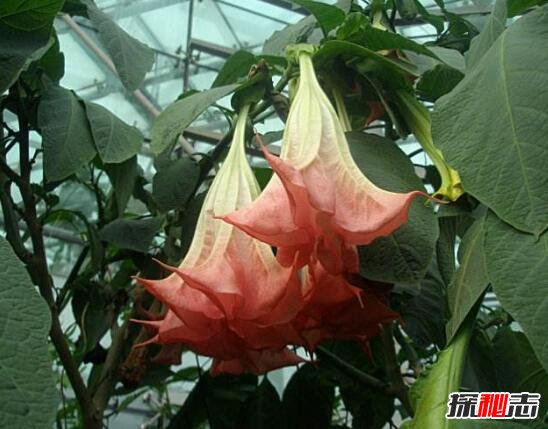 世界十大危险植物235 / 作者:志向探秘 / 帖子ID:49663