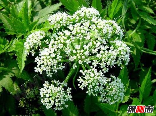 世界十大危险植物726 / 作者:志向探秘 / 帖子ID:49663
